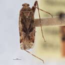 Image of Phytocoris buenoi Knight 1920