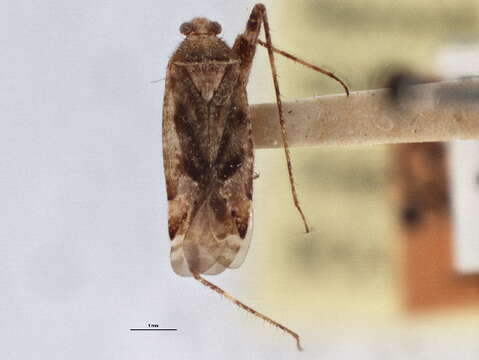 Image of Phytocoris buenoi Knight 1920