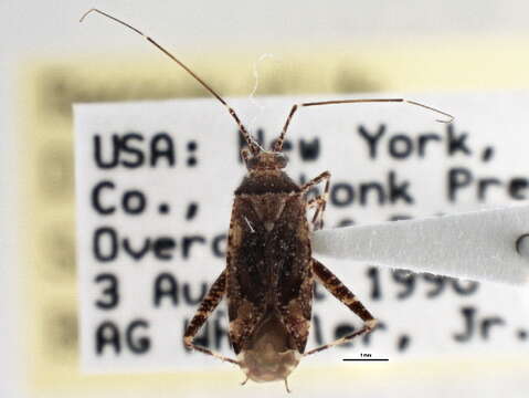 Image of Phytocoris canadensis Van Duzee 1920