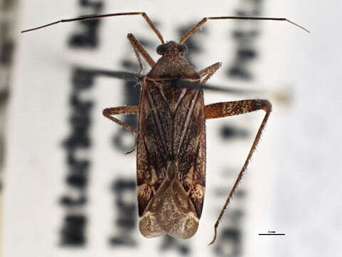 Image of Phytocoris dreisbachi Knight 1974