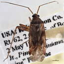 Phytocoris fenestratus Reuter 1909 resmi