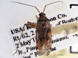 Image of Phytocoris fenestratus Reuter 1909