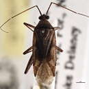 Image of Phytocoris fumatus Reuter 1909