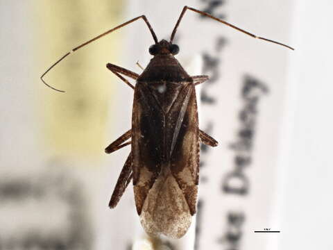 Image of Phytocoris fumatus Reuter 1909