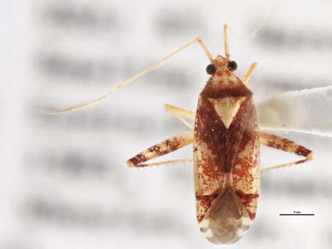 Image of Phytocoris infuscatus Reuter 1909