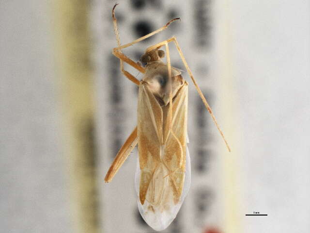 Image of Phytocoris laevis (Uhler 1895)