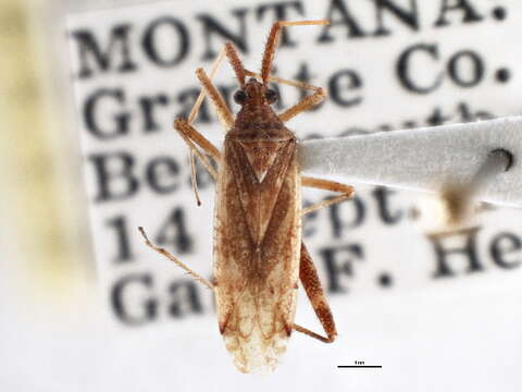 Image of Phytocoris pallidicornis Reuter 1876