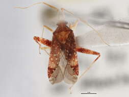 Image of Phytocoris puella Reuter 1876