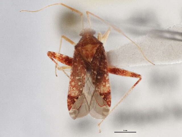 Image of Phytocoris puella Reuter 1876