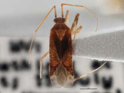 Image of Phytocoris puella Reuter 1876