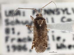 Image of Phytocoris purvus Knight 1927