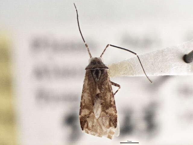 Image of Phytocoris purvus Knight 1927