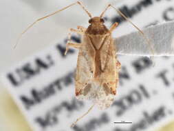 Image of Phytocoris quercicola Knight 1920