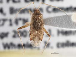 Image of Phytocoris quercicola Knight 1920