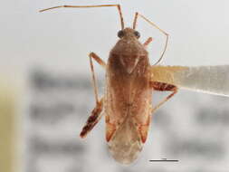 Image of Phytocoris rubellus Knight 1926