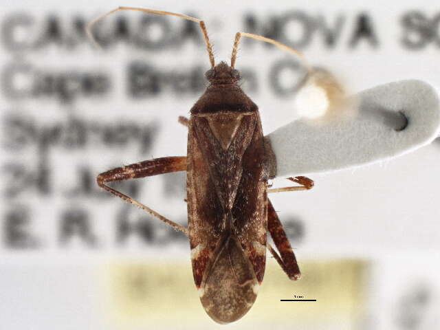 Image of Phytocoris ulmi (Linnaeus 1758)