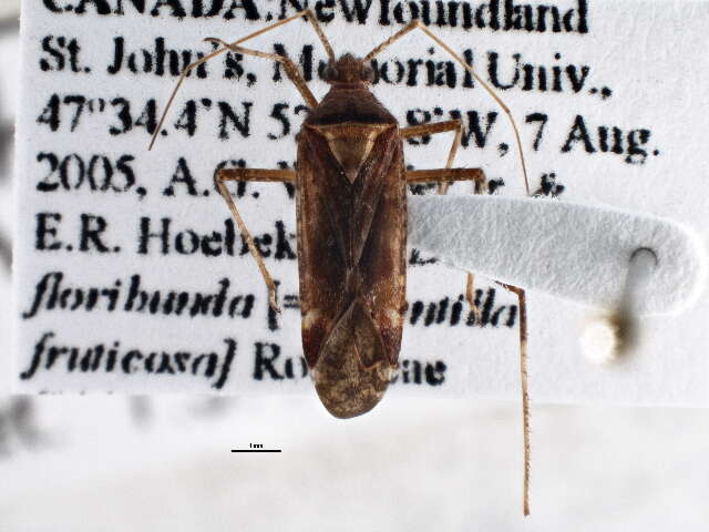 Image of Phytocoris ulmi (Linnaeus 1758)