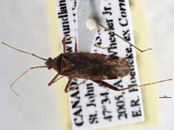 Image of Phytocoris ulmi (Linnaeus 1758)