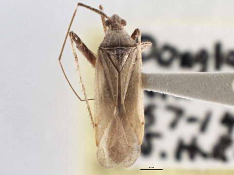 Imagem de Phytocoris validus Reuter 1909