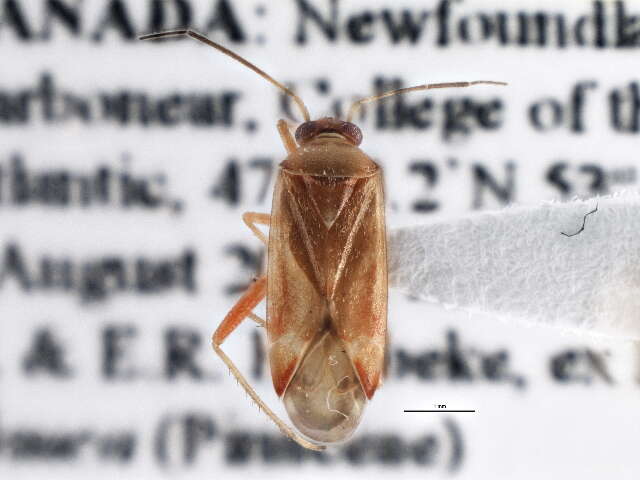 Image of Pinalitus approximatus (Stal 1858)