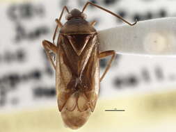 Image of <i>Platylygus luridus</i> (Reuter 1909)