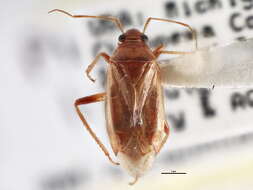 Image of <i>Platylygus luridus</i> (Reuter 1909)