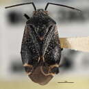 Image of Polymerus proximus Knight 1923