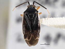 Image de Polymerus punctipes Knight 1923