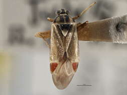 Image of Polymerus vulneratus (Panzer 1805)