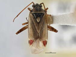 Image of Polymerus vulneratus (Panzer 1805)