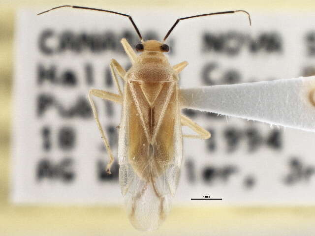 Tropidosteptes commissuralis (Reuter 1908)的圖片