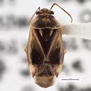 Image of Tropidosteptes glaber (Knight 1923)