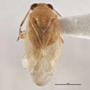 Tropidosteptes pacificus (Van Duzee 1921)的圖片