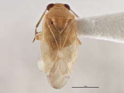 Tropidosteptes pacificus (Van Duzee 1921)的圖片