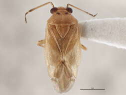 Image of Tropidosteptes pacificus (Van Duzee 1921)
