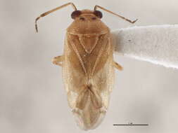 Tropidosteptes pacificus (Van Duzee 1921)的圖片