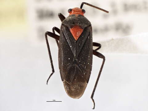 Prepops nigricollis (Reuter 1876)的圖片