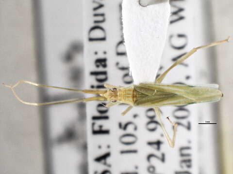 Image of Leaf bug