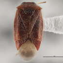 Sivun Ceratocapsus uniformis Knight 1927 kuva