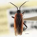 Image of Lopidea salicis Knight 1917