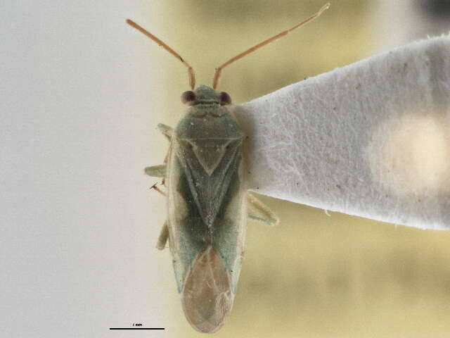 Image of Orthotylus fuscicornis Knight 1927