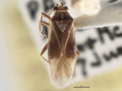 Слика од Orthotylus ornatus Van Duzee 1916