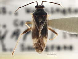 Слика од Orthotylus ornatus Van Duzee 1916