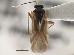 Sivun Orthotylus pennsylvanicus T. Henry 1979 kuva