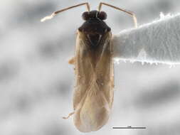 Sivun Orthotylus pennsylvanicus T. Henry 1979 kuva