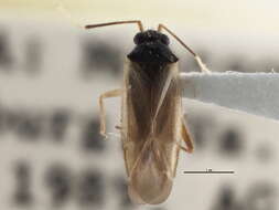 Sivun Orthotylus pennsylvanicus T. Henry 1979 kuva