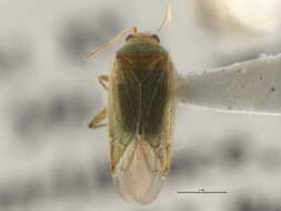 Sivun Orthotylus robiniae Johnston 1935 kuva