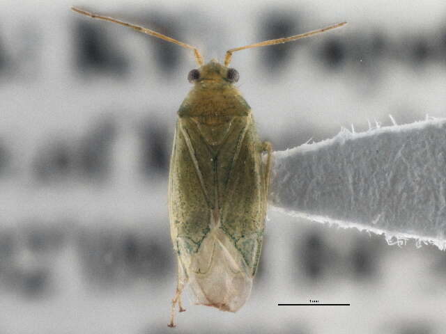 Sivun Orthotylus robiniae Johnston 1935 kuva