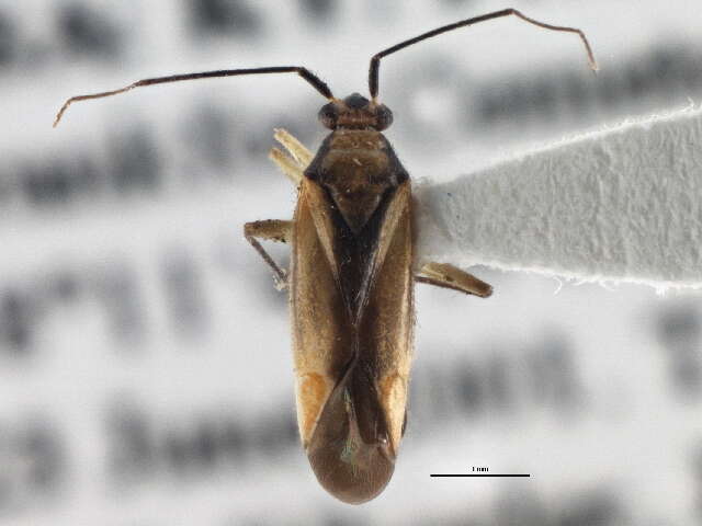 Sivun Orthotylus submarginatus (Say 1832) kuva