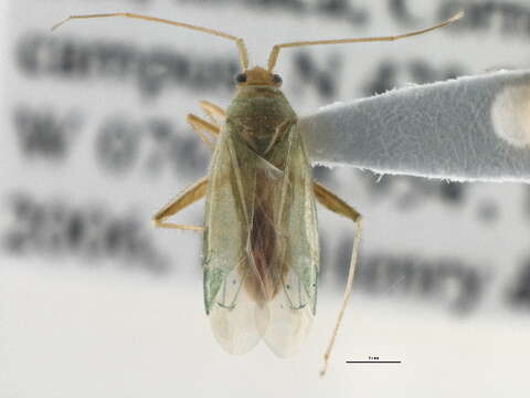 Orthotylus viridinervis (Kirschbaum 1856) resmi